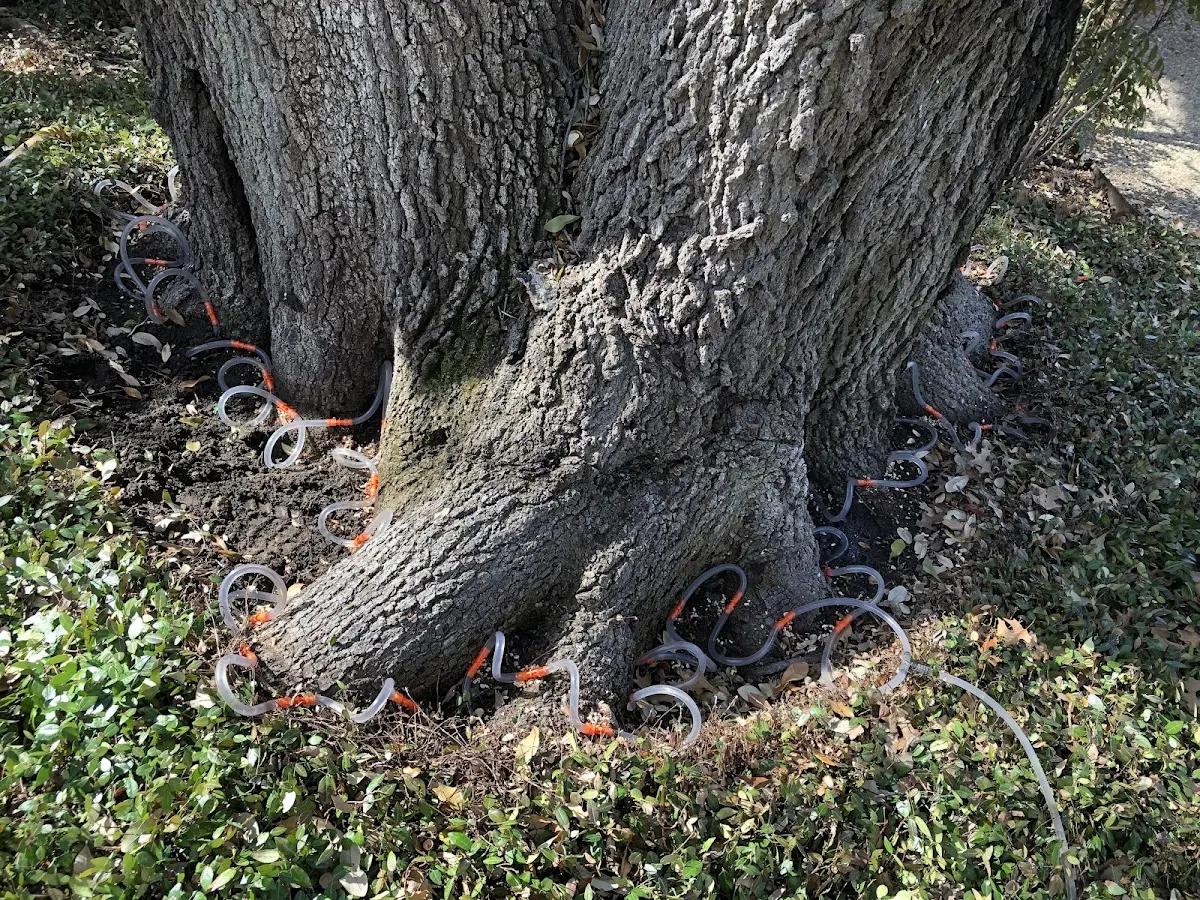 Detailed Tree Cabling and Bracing job site in Tecumseh