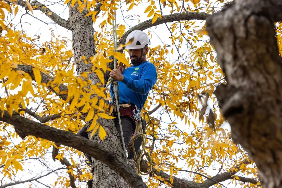 Skilled Tree Pruning crew working in Tecumseh